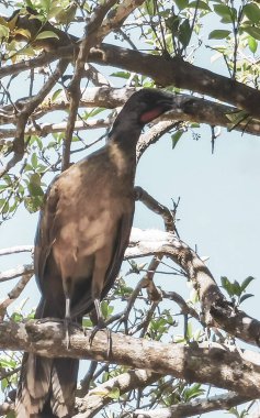 Chachalaca bird sitting on a tree branch in tropical nature in Tulum Quintana Roo Mexico. clipart