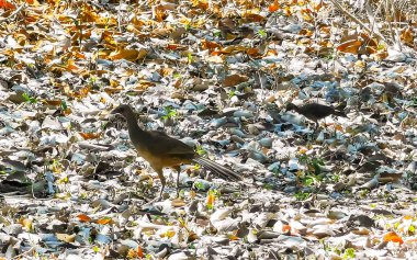 Tulum Quintana Roo Mexico 'da tropikal doğada Chachalaca kuşu.