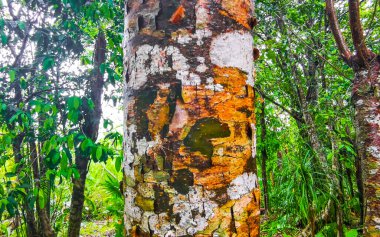 Tulum Quintana Roo Meksika 'daki ormanda ilginç bir ağaç kabuğu olan tropik bir ağaç..