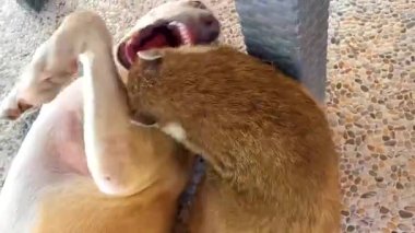 Coati, Tulum Quintana Roo Mexico 'da köpeklere karşı savaşıyor..
