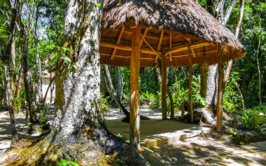 Tulum Quintana Roo Mexico 10. Ekim 2023 Tulum Quintana Roo Mexico 'daki Yaxmuul Cenote Parkı' ndaki tropikal ormanda sazdan çatılı bir bina..