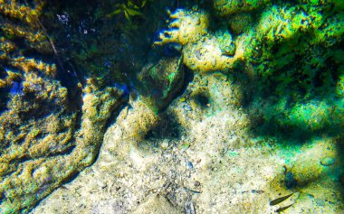 Güzel Cenote Park Yaxmuul kireç taşı kayaları Tulum Quintana Roo Mexico 'da turkuaz mavi yeşil su dokusu deseni.