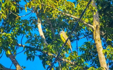 Yellow kingbird flycatcher bird in tropical nature in Playa del Carmen Quintana Roo Mexico. clipart