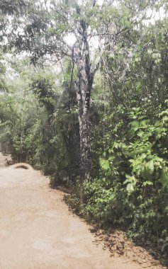 Tulum Quintana Roo Mexico 'da sağanak yağış sırasında tropikal ormanda engebeli bir yol sürmek.