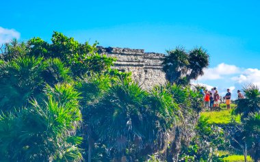 Tulum Quintana Roo Mexico 20. Kasım 2023 Tulum antik Tulum 'daki tropik doğal orman palmiye ağaçları Tulum Meksika' daki tapınak kalıntıları ve piramitlerle Maya bölgesini harabeye çevirir..