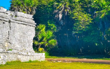 Antik Tulum, Tulum Meksika 'daki tropik doğal orman palmiyeleri manzarasında tapınak kalıntıları ve eserlerle Maya bölgesini harabeye çeviriyor..