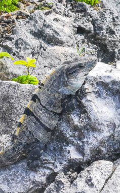Antik Tulum 'da kayalıklardaki dev Iguana kertenkele hayvanı Tulum Meksika' daki tropik doğal orman palmiyesinde tapınak kalıntıları ve eserlerle Maya bölgesini harap etti..