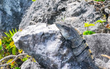 Antik Tulum 'da kayalıklardaki dev Iguana kertenkele hayvanı Tulum Meksika' daki tropik doğal orman palmiyesinde tapınak kalıntıları ve eserlerle Maya bölgesini harap etti..