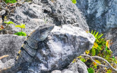 Antik Tulum 'da kayalıklardaki dev Iguana kertenkele hayvanı Tulum Meksika' daki tropik doğal orman palmiyesinde tapınak kalıntıları ve eserlerle Maya bölgesini harap etti..