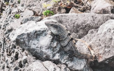 Antik Tulum 'da kayalıklardaki dev Iguana kertenkele hayvanı Tulum Meksika' daki tropik doğal orman palmiyesinde tapınak kalıntıları ve eserlerle Maya bölgesini harap etti..