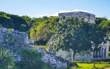 Antik Tulum, Tulum Meksika 'daki tropik doğal orman palmiyeleri manzarasında tapınak kalıntıları ve eserlerle Maya bölgesini harabeye çeviriyor..