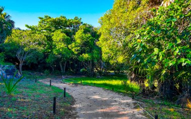 Tropik doğal orman palmiyeleri ve antik Tulum 'daki yürüyüş yolu Tulum Meksika' daki tapınak ve harabelerle Maya bölgesini harabeye çeviriyor..