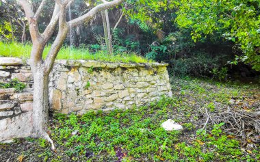 Antik Tulum 'daki tropik doğal orman palmiyeleri Tulum Meksika' daki tapınak kalıntıları ve piramitlerle Maya bölgesini harabeye çeviriyor..