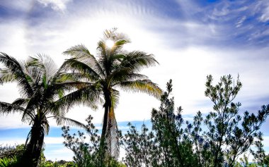 Tulum Quintana Roo Mexico 'da tropikal palmiye ağaçları ile güneşin etrafında gerçek dışı gökkuşağı dairesi.