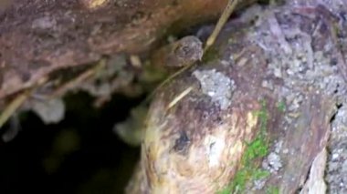 Güneydoğu Asya 'daki Khao Lak Amphoe Takua Pa Phang Nga Tayland' da kertenkele koşar ve kayaların arasında zıplar..