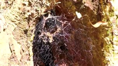 Güneydoğu Asya 'daki Khao Lak Amphoe Takua Pa Phang Nga Tayland' daki ağaçta büyük bir örümcek ağı var..