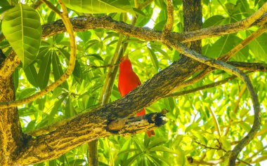 Playa del Carmen Quintana Roo Meksika 'da bir ağaç dalındaki kırmızı kardinal tropikal kuşu.