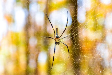 Güneydoğu Asya 'daki Khao Lak Amphoe Takua Pa Phang Nga Tayland' da ağ ören dev bir orman örümceği..