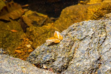Güneydoğu Asya 'da Khao Lak Amphoe Takua Pa Phang Nga Tayland' da bir kayanın üzerinde oturur ve güneşlenir..