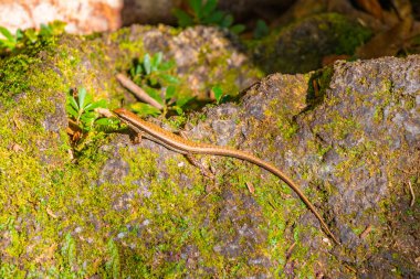 Kertenkele, Güneydoğu Asya 'da Khao Lak Amphoe Takua Pa Phang Nga Tayland' da ahşap ve yosun üzerinde koşar..