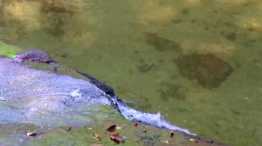 Ton Chongfa Şelalesi ve tropikal orman ve doğa manzarası. Güneydoğu Asya 'da Khao Lak Amphoe Takua Pa Phang Nga Tayland' da yeşil mavi turkuaz suyu..