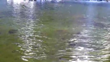 Ton Chongfa Şelalesi ve Güneydoğu Asya 'daki Khao Lak Amphoe Takua Pa Phang Nga Tayland' daki tropikal orman ve doğa manzarası.