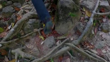 Khao Lak Phang Nga Tayland 10. Şubat 2020 'de Sai Rung Şelalesi' nde yürüyüş ve yürüyüş Khao Lak Amphoe Takua Pa Phang Nga Tayland 'da tropikal orman ve doğa manzarası.