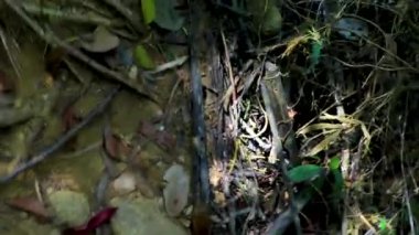 Khao Lak Phang Nga Tayland 10. Şubat 2020 'de Sai Rung Şelalesi' nde yürüyüş ve yürüyüş Khao Lak Amphoe Takua Pa Phang Nga Tayland 'da tropikal orman ve doğa manzarası.