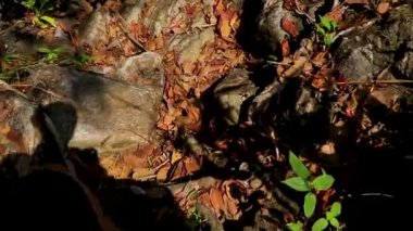 Khao Lak Phang Nga Tayland 10. Şubat 2020 'de Sai Rung Şelalesi' nde yürüyüş ve yürüyüş Khao Lak Amphoe Takua Pa Phang Nga Tayland 'da tropikal orman ve doğa manzarası.