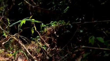 Khao Lak Phang Nga Tayland 10. Şubat 2020 'de Sai Rung Şelalesi' nde yürüyüş ve yürüyüş Khao Lak Amphoe Takua Pa Phang Nga Tayland 'da tropikal orman ve doğa manzarası.