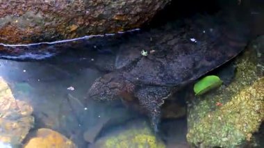 Spiny Softshell Kaplumbağa Apalone spinifera, Güneydoğu Asya 'da Khao Lak Amphoe Takua Pa Phang Nga Tayland' da kayaların arasında Sai Rung Şelalesi 'nde yüzer..