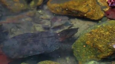 Spiny Softshell Kaplumbağa Apalone spinifera, Güneydoğu Asya 'da Khao Lak Amphoe Takua Pa Phang Nga Tayland' da kayaların arasında Sai Rung Şelalesi 'nde yüzer..