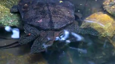 Spiny Softshell Kaplumbağa Apalone spinifera, Güneydoğu Asya 'da Khao Lak Amphoe Takua Pa Phang Nga Tayland' da kayaların arasında Sai Rung Şelalesi 'nde yüzer..