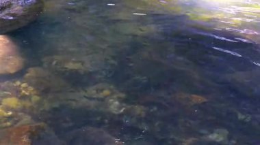 Spiny Softshell Kaplumbağa Apalone spinifera, Güneydoğu Asya 'da Khao Lak Amphoe Takua Pa Phang Nga Tayland' da kayaların arasında Sai Rung Şelalesi 'nde yüzer..