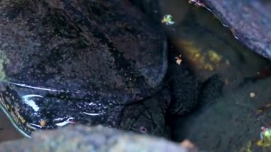Spiny Softshell Kaplumbağa Apalone spinifera, Güneydoğu Asya 'da Khao Lak Amphoe Takua Pa Phang Nga Tayland' da kayaların arasında Sai Rung Şelalesi 'nde yüzer..