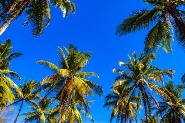 Güneydoğu Asya 'daki Khao Lak Amphoe Takua Pa Phang Nga Tayland' da mavi gökyüzü arka planına sahip tropik doğal Meksika palmiyeleri..