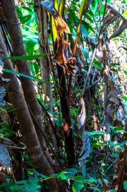 Sai Rung Şelalesi ve güzel tropikal orman bambu ağaçları Güneydoğu Asya 'daki Khao Lak Amphoe Takua Pa Phang Nga Tayland' da kayalar ve doğa manzarası.