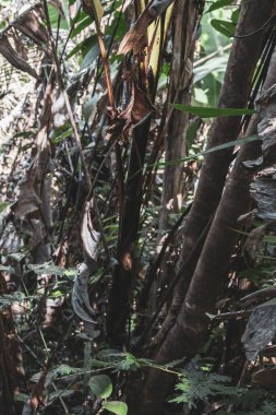 Sai Rung Şelalesi ve güzel tropikal orman bambu ağaçları Güneydoğu Asya 'daki Khao Lak Amphoe Takua Pa Phang Nga Tayland' da kayalar ve doğa manzarası.