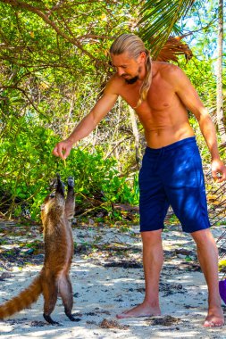 Bir adam, Playa del Carmen Quintana Roo Mexico 'daki tropikal ormanda koatileri yiyecekle besliyor..