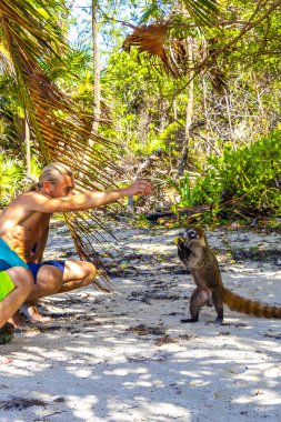 Bir adam, Playa del Carmen Quintana Roo Mexico 'daki tropikal ormanda koatileri yiyecekle besliyor..
