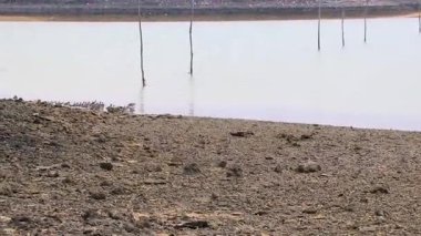 Pakarang Burnu tropik cennet plaj denizi ve kıyısı ölü mercanlar midye ve deniz kabukları Khao Lak Amphoe Takua Pa Phang Nga Tayland, Güneydoğu Asya.