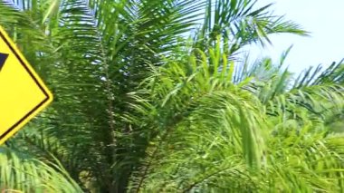 Güneydoğu Asya 'daki Khao Lak Amphoe Takua Pa Phang Nga Tayland' da sağdaki tropikal ormanda sarı yol işareti..