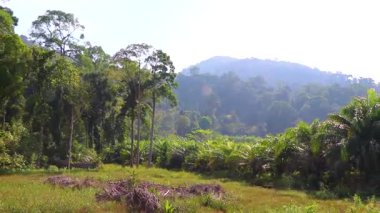 Güneydoğu Asya 'da tropik yağmur ormanları doğası ve Khao Lak Amphoe' daki dağlar Takua Pa Phang Nga Tayland.
