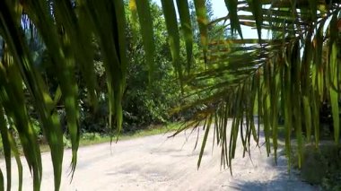 Tropik yağmur ormanı doğası Khao Lak Amphoe Takua Pa Phang Nga Tayland 'daki doğal yol ve dağlar Güneydoğu Asya.