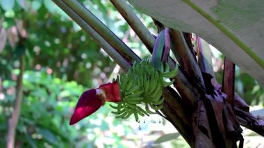 Güneydoğu Asya 'daki Khao Lak Amphoe Takua Pa Phang Nga Tayland' da meyveli muzlu ve büyük pembe çiçekli tropik muz ağacı..