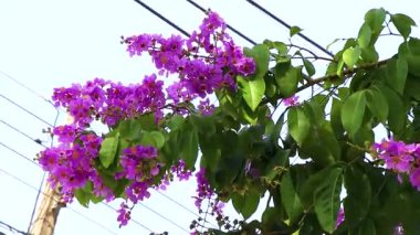 Güneydoğu Asya 'da Khao Lak Amphoe Takua Pa Phang Nga Tayland' da büyük pembe çiçekleri olan güzel tropikal ağaç çalıları..