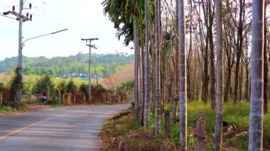 Tropikal manzara yağmur ormanları kauçuk kauçuk ağaçlar Tayland ağaç çiftliği..