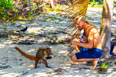 Bir adam, Playa del Carmen Quintana Roo Mexico 'daki tropikal ormanda koatileri yiyecekle besliyor..