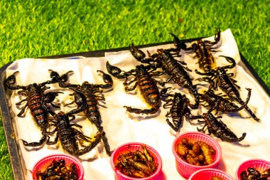 Bang Niang Market Chong Fah, Khao Lak Amphoe Takua Pa Phang Nga Tayland 'da gece pazarında hamamböceği şişleri..