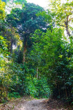 Tropik yağmur ormanları doğal yollar Khao Lak Amphoe Takua Pa Phang Nga Tayland 'da büyük ağaçlar ve dağlar Güneydoğu Asya' da.
